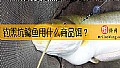 《钓黑坑鲶鱼用什么商品饵？》封面图