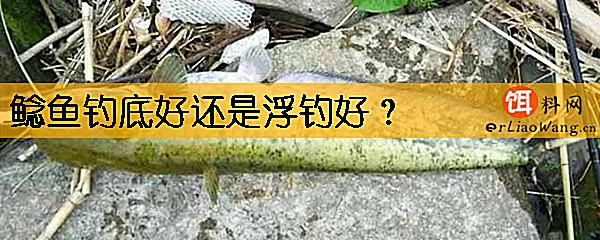 鲶鱼钓底好还是浮钓好