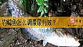 《钓鲶鱼怎么调漂最有效？》封面图