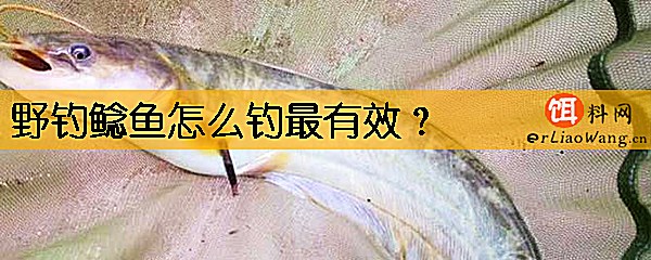 野钓鲶鱼怎么钓最有效