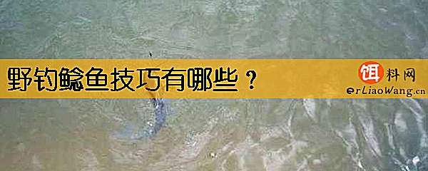 野钓鲶鱼技巧有哪些