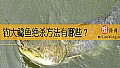 钓大鲶鱼绝杀方法有哪些？