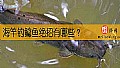 海竿钓鲶鱼绝招有哪些？