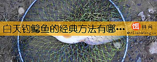 白天钓鲶鱼的经典方法有哪些