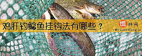 鸡肝钓鲶鱼挂钩法有哪些