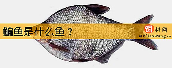 鳊鱼是什么鱼
