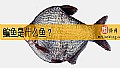 《鳊鱼是什么鱼？》封面图