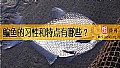 鳊鱼的习性和特点有哪些？