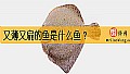 《又薄又扁的鱼是什么鱼？》封面图
