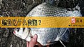 鳊鱼吃什么食物？