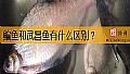 《鳊鱼和武昌鱼有什么区别？》封面图
