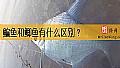《鳊鱼和鲫鱼有什么区别？》封面图