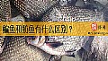《鳊鱼和鲂鱼有什么区别？》封面图