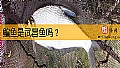 《鳊鱼是武昌鱼吗？》封面图
