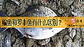 鳊鱼和罗非鱼有什么区别?