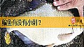 鳊鱼有没有小刺？