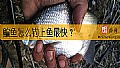 《鳊鱼怎么钓上鱼最快?》封面图