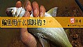 鳊鱼用什么饵料钓？
