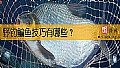 《野钓鳊鱼技巧有哪些？》封面图