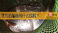 黑坑钓鳊鱼用什么饵料？