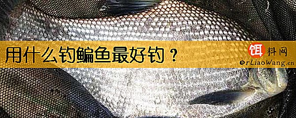 用什么钓鳊鱼最好钓