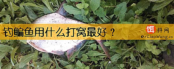 钓鳊鱼用什么打窝最好