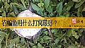 《钓鳊鱼用什么打窝最好？》封面图