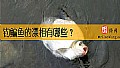 《钓鳊鱼的漂相有哪些？》封面图