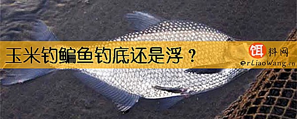 玉米钓鳊鱼钓底还是浮