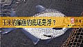 玉米钓鳊鱼钓底还是浮？