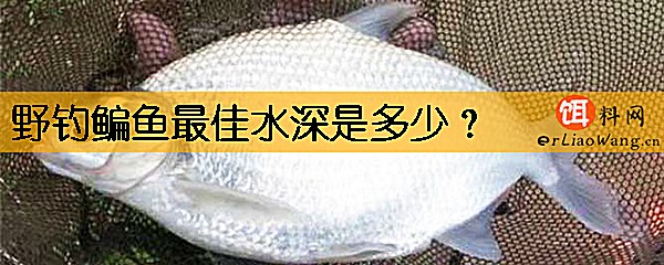 野钓鳊鱼最佳水深是多少