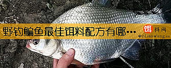 野钓鳊鱼最佳饵料配方有哪些