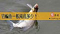 《钓鳊鱼一般离底多少？》封面图