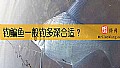《钓鳊鱼一般钓多深合适？》封面图