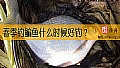 春季钓鳊鱼什么时候好钓？