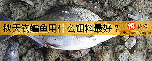 秋天钓鳊鱼用什么饵料最好