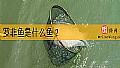 《罗非鱼是什么鱼?》封面图