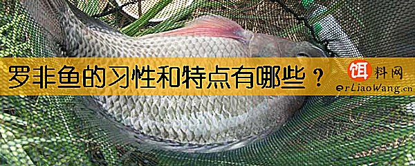 罗非鱼的习性和特点有哪些
