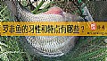 《罗非鱼的习性和特点有哪些?》封面图