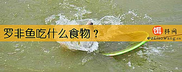 罗非鱼吃什么食物