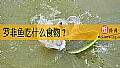 《罗非鱼吃什么食物?》封面图