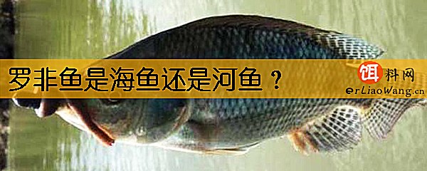 罗非鱼是海鱼还是河鱼