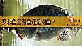 《罗非鱼是海鱼还是河鱼?》封面图