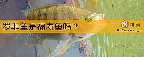 罗非鱼是福寿鱼吗