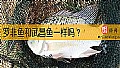 《罗非鱼和武昌鱼一样吗?》封面图