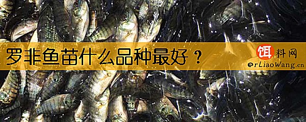 罗非鱼苗什么品种最好