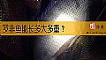 《罗非鱼能长多大多重？》封面图