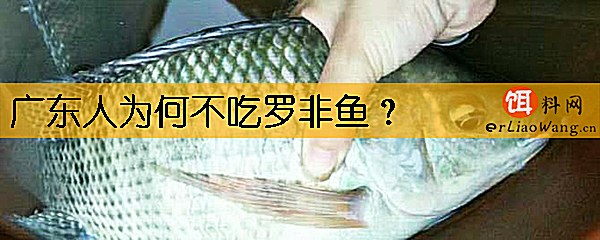 广东人为何不吃罗非鱼