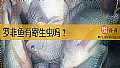 《罗非鱼有寄生虫吗？》封面图