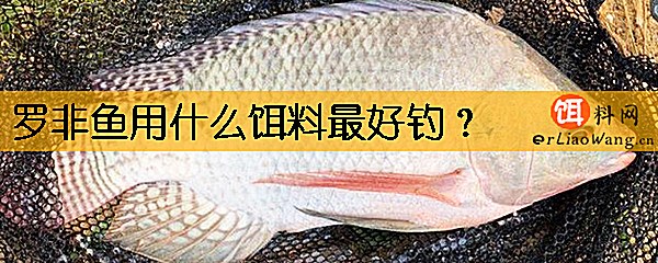 罗非鱼用什么饵料最好钓